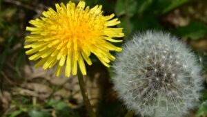 Scopriamo insieme le leggende legate tarassaco, il fiore primaverile che ricorda il sole