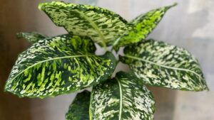 Dieffenbachia: come prendersi cura di questa pianta dalle foglie bellissime