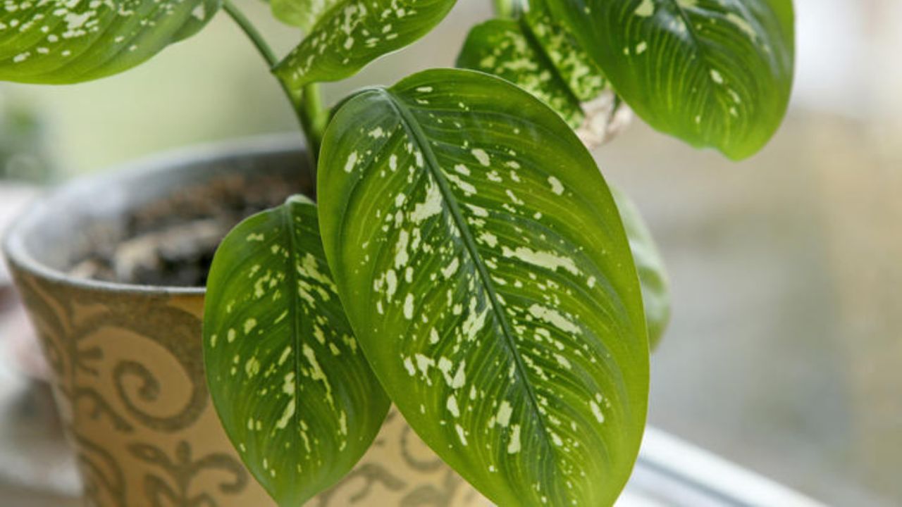 Dieffenbachia