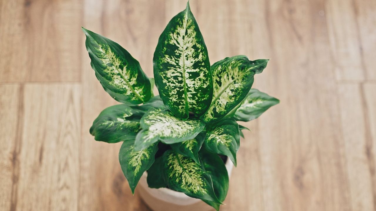 Dieffenbachia