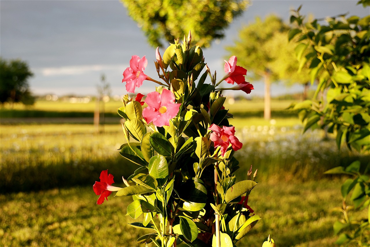 dipladenia