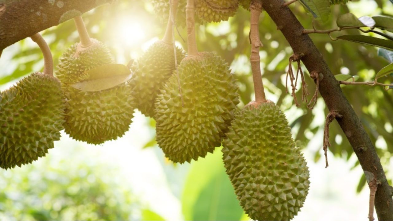 Durian