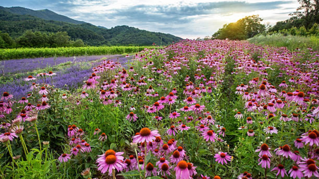 campo di echinacea