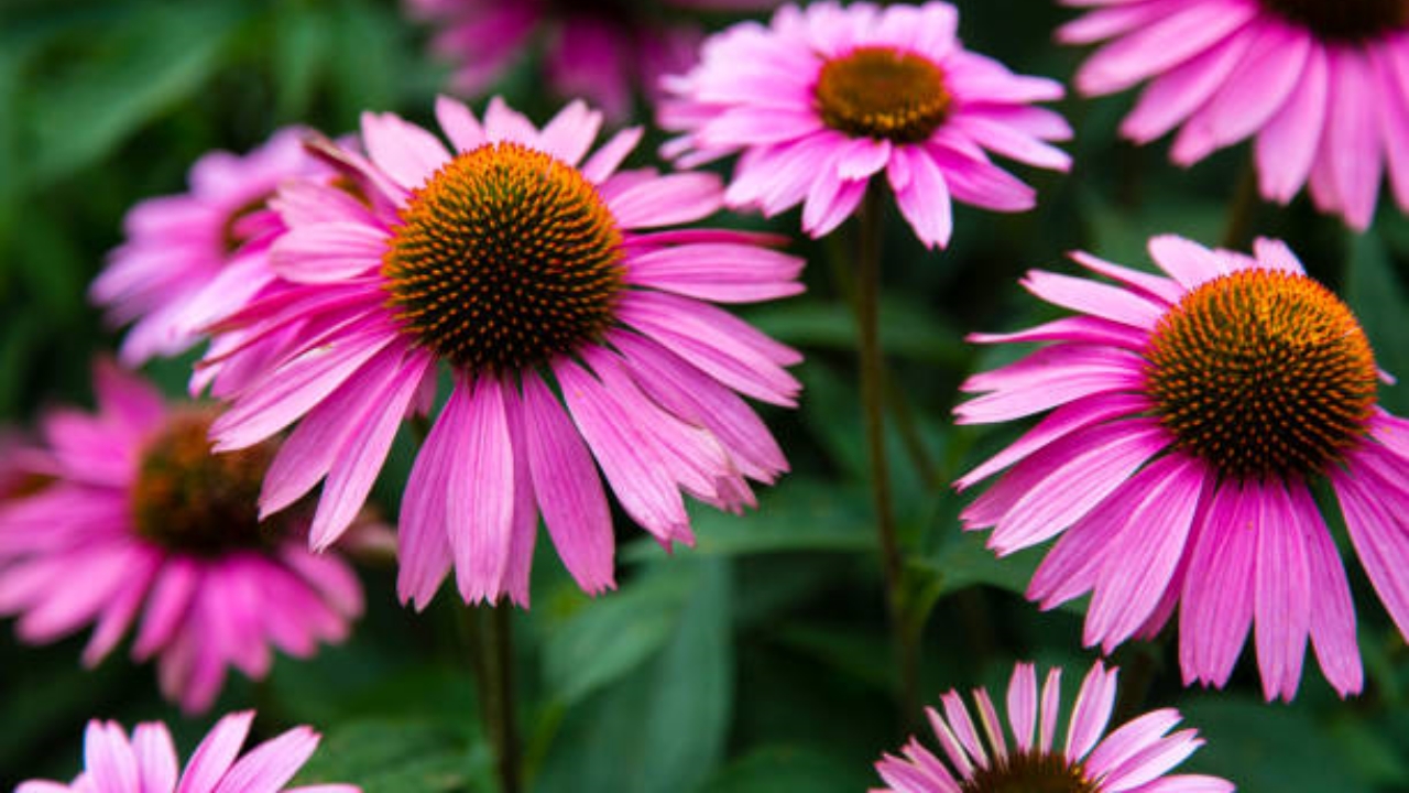 echinacea viola