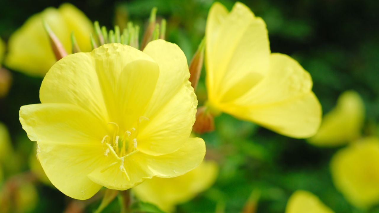 Oenothera biennis