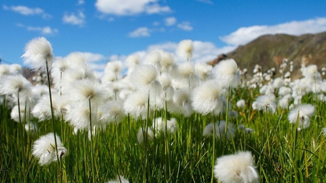 Eriophorum scheuchzeri