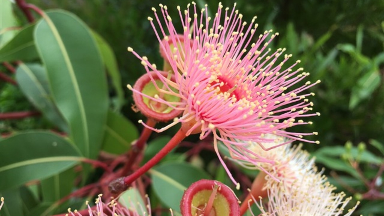 fiori di eucalipto