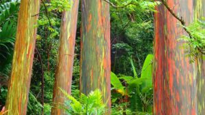 Eucalipto arcobaleno: alla scoperta dell’albero dai mille colori