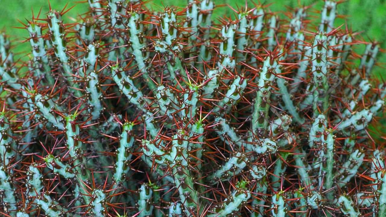 Euphorbia aeruginosa