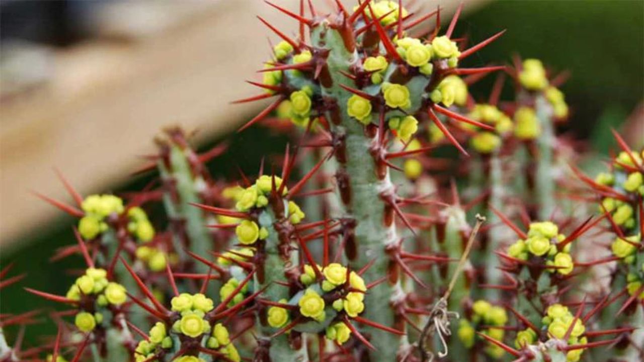 Euphorbia aeruginosa