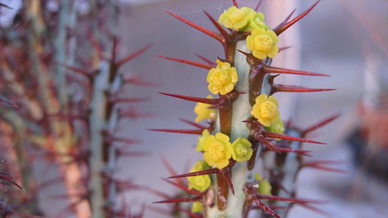 Euphorbia aeruginosa