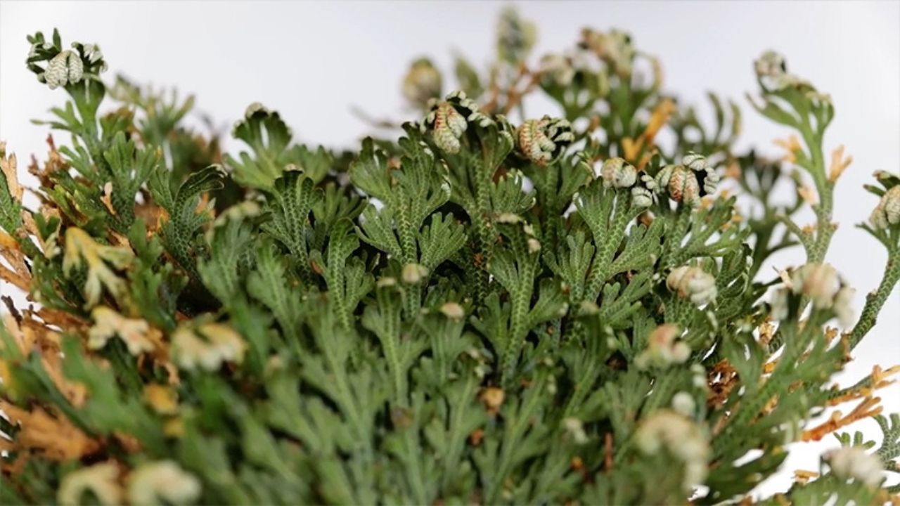 Selaginella lepidophylla