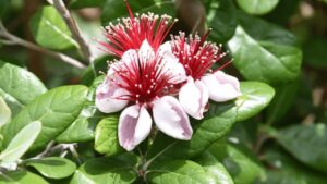 Feijoa: alla scoperta della pianta e del frutto di origini sub-tropicali