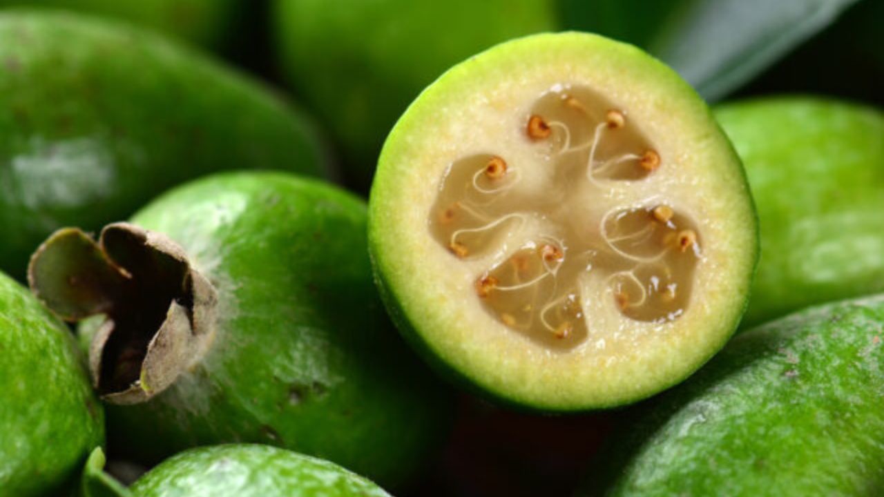 Feijoa