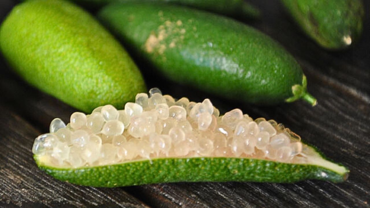 Finger lime