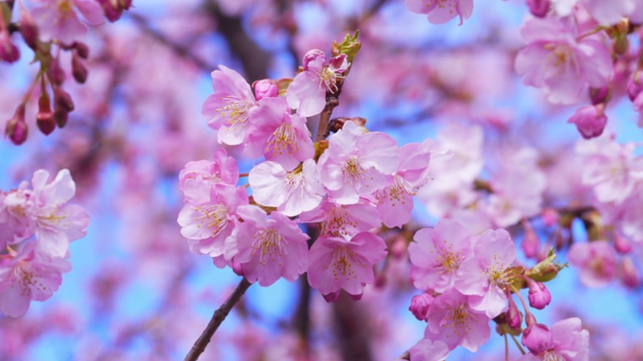 piccoli fiori