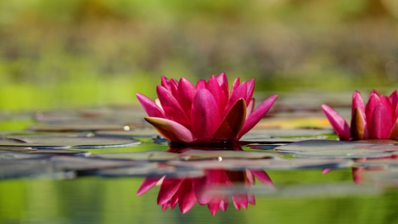 fiore con petali a punta