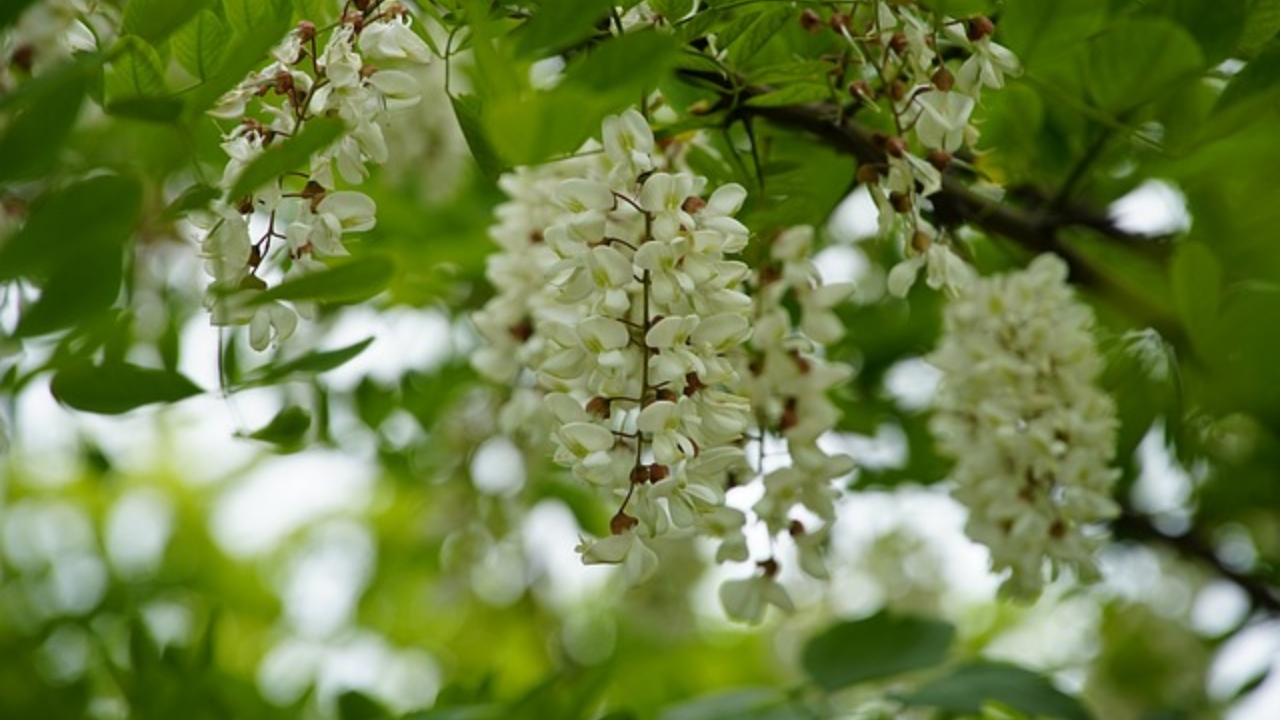 fiori di robinia