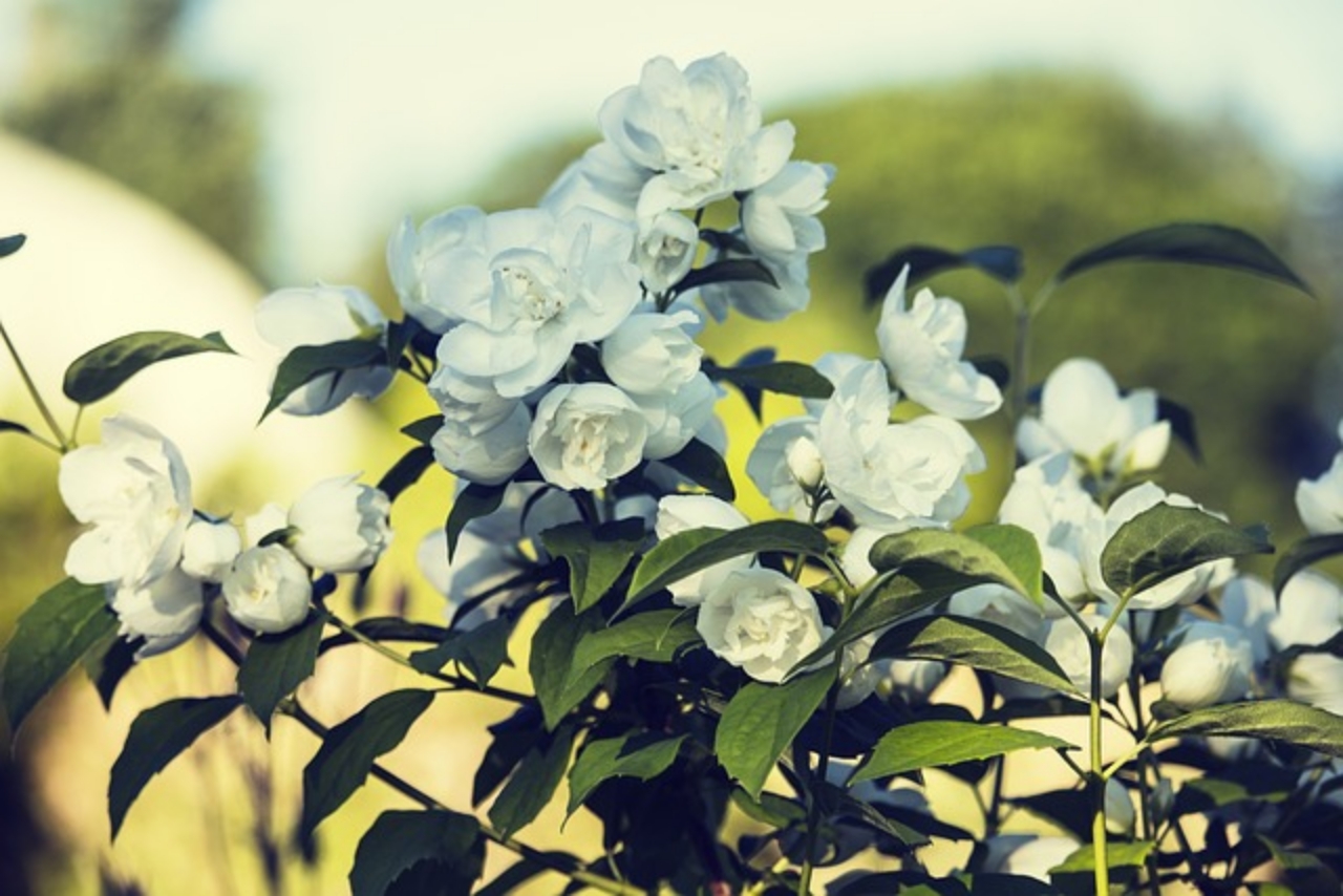 fiori di gelsomino