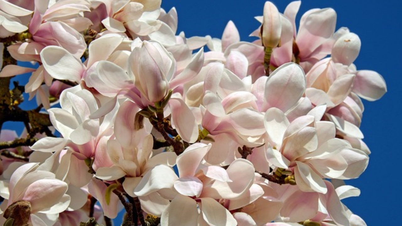 fiori di magnolia