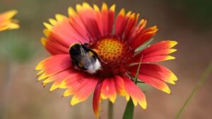 Gaillardia: la guida definitiva per coltivarla in vaso o in giardino