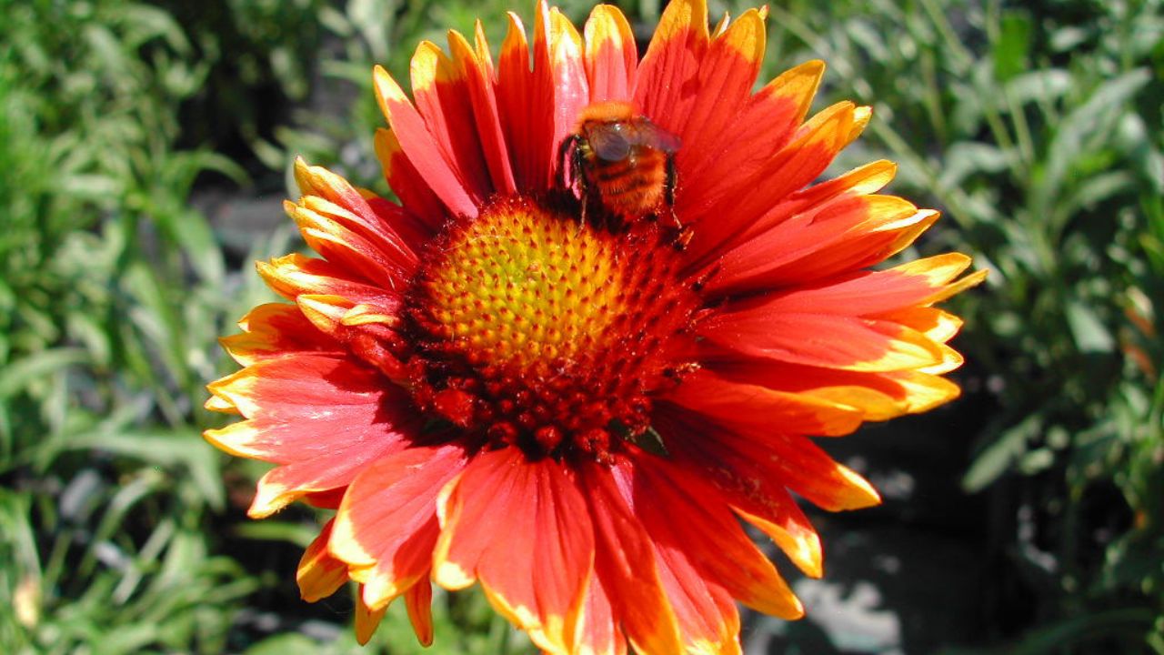 Gaillardia grandiflora