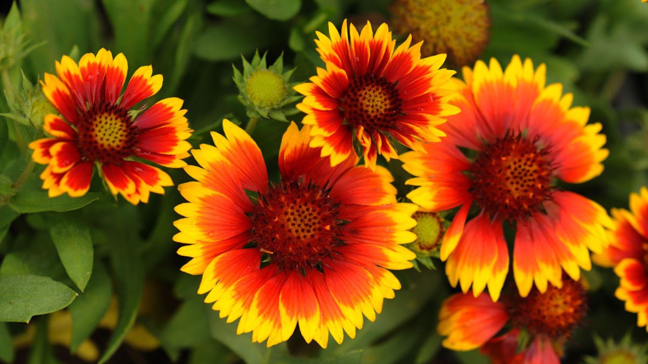 Gaillardia