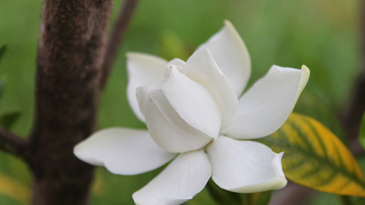 fiore di gardenia