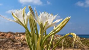 Giglio di mare: ecco come riconoscere il fiore che potresti incontrare durante le passeggiate nelle spiagge