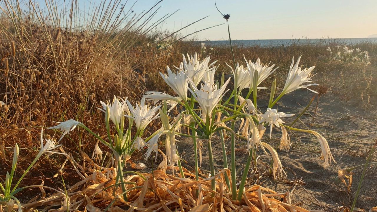 Giglio di mare