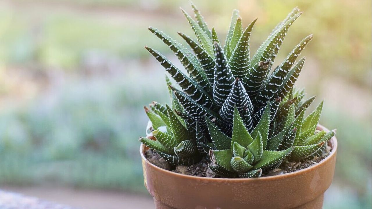 Haworthia reinwardtii zebrina