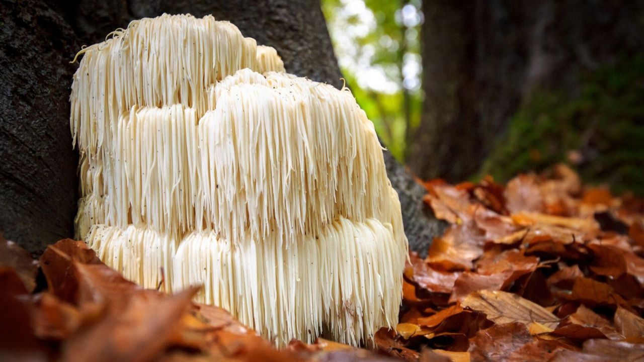 Hericium erinaceus