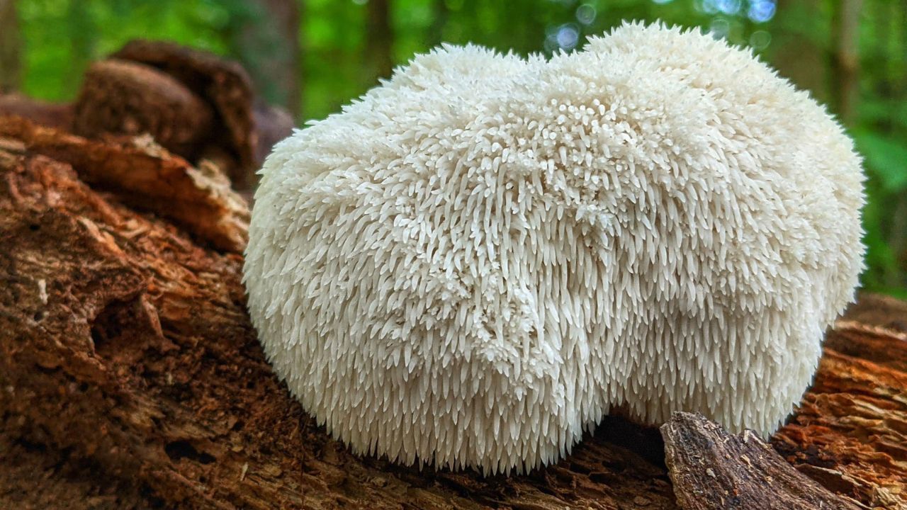 Hericium erinaceus