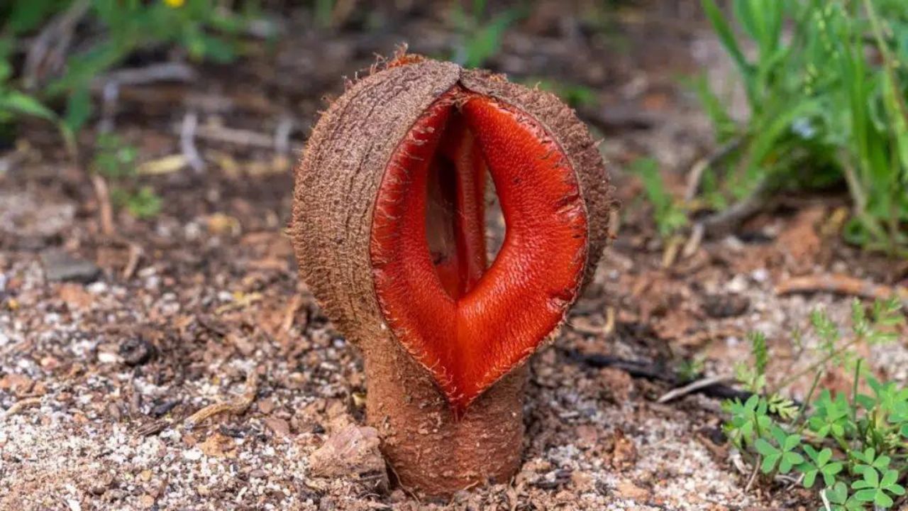 Hydnora africana