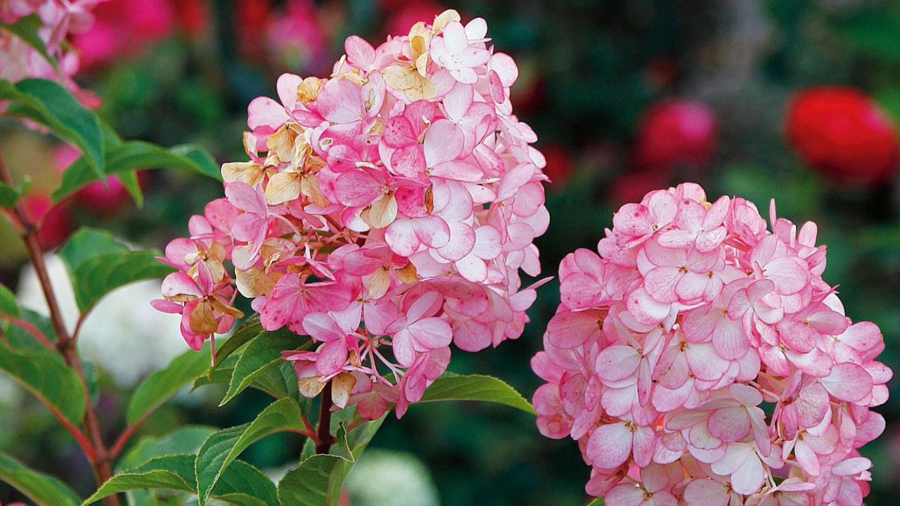 Hydrangea paniculata