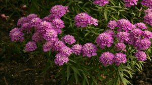 Iberide rossa: come prendersi cura di questa coloratissima pianta mediterranea