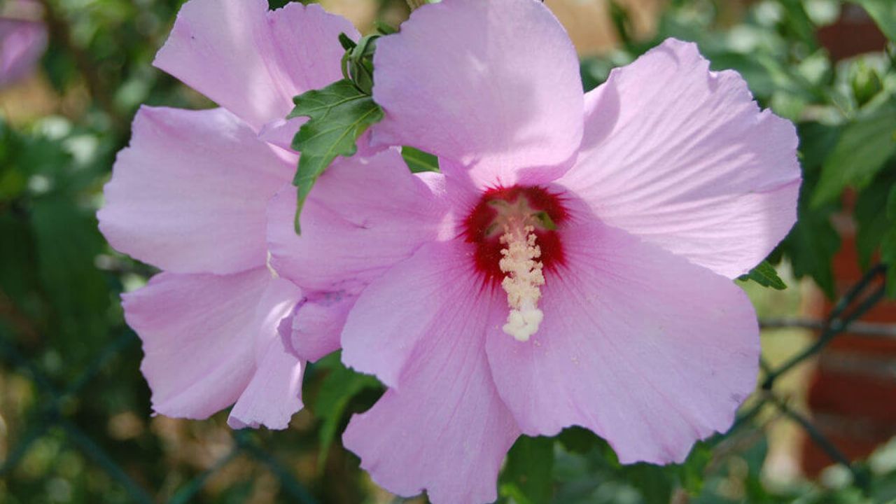 Hibiscus syriacus