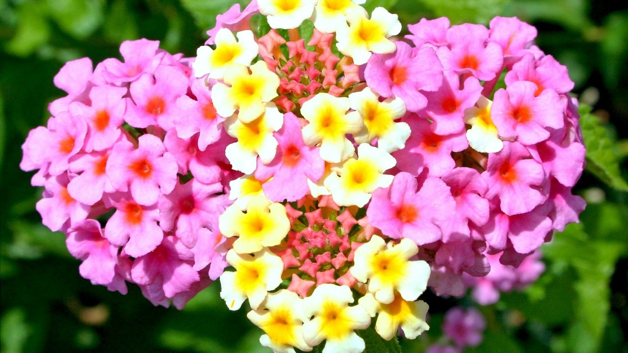 fiore di lantana