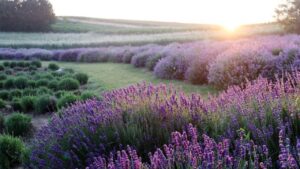 Perché dovreste coltivare la lavanda: la pianta perenne per eccellenza