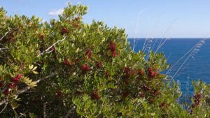 Pistacia lentiscus: tutto sul lentisco e su come coltivarlo