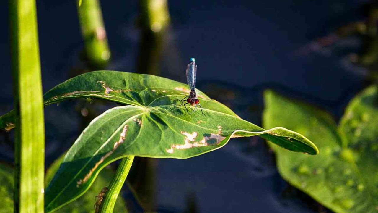 Libellula su sagittaria nana 