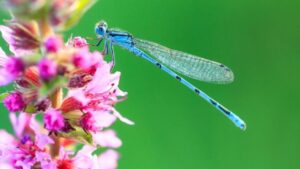 Come ricreare un ambiente adatto alle libellule e averle sempre nel proprio giardino