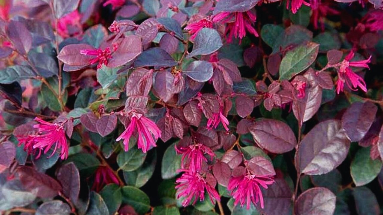 Loropetalum