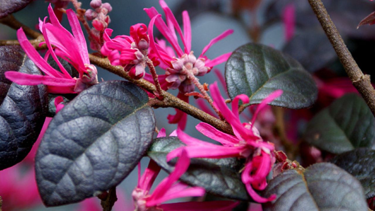 Loropetalum