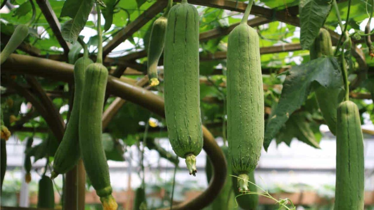 Luffa cylindrica