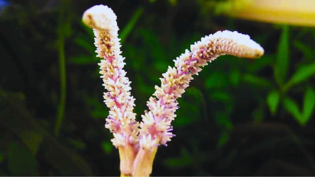 Madagascar lace plant flower