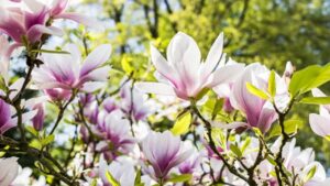 Quando fiorisce la magnolia: tutti i dettagli