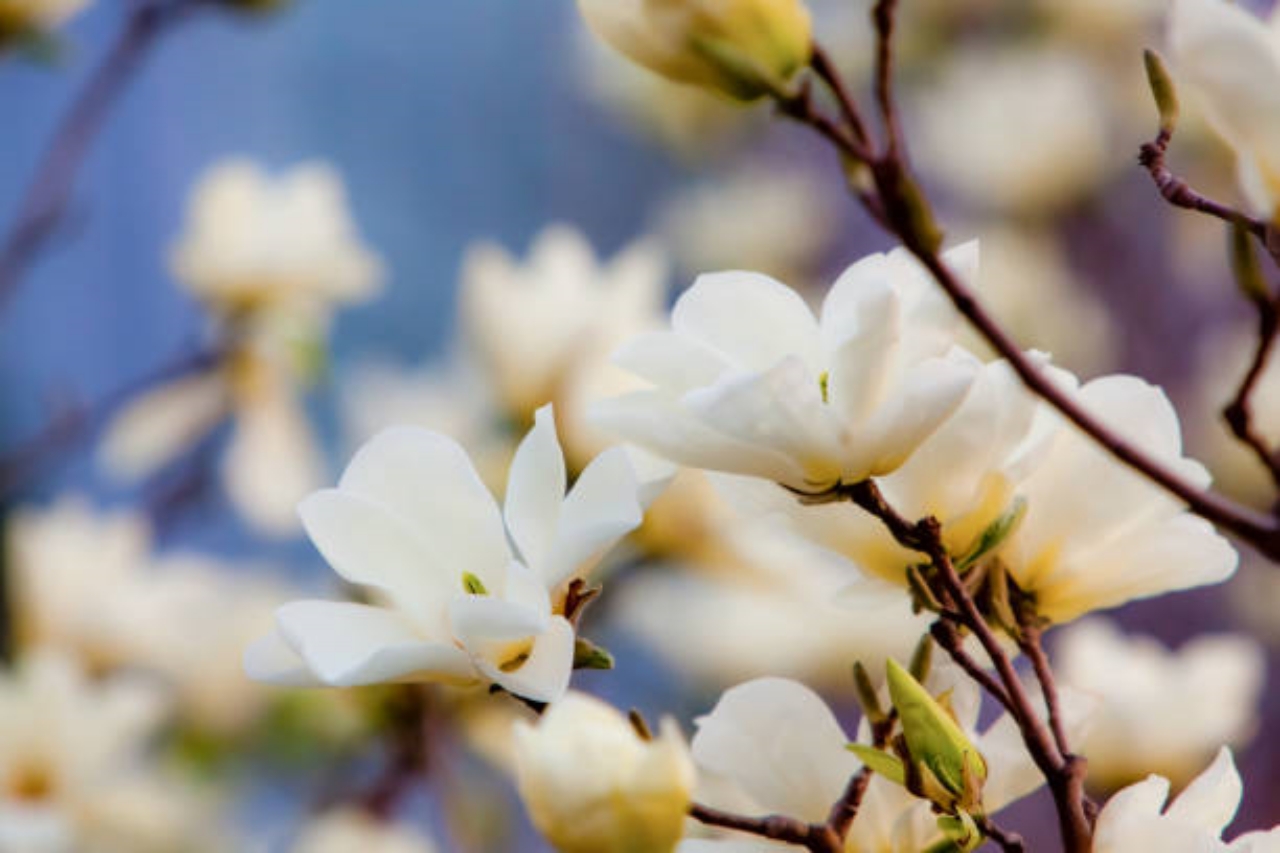 fiori di magnolia