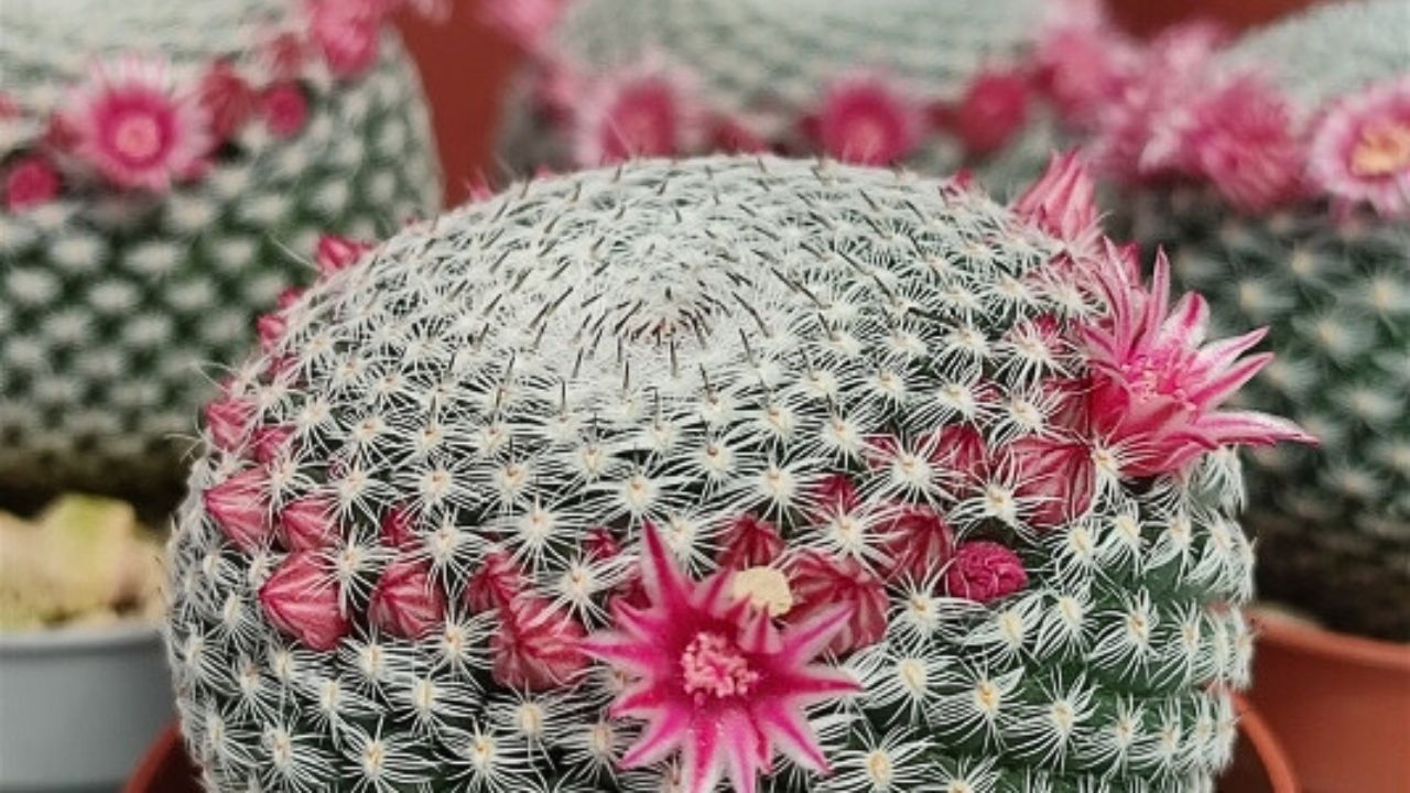 Mammillaria