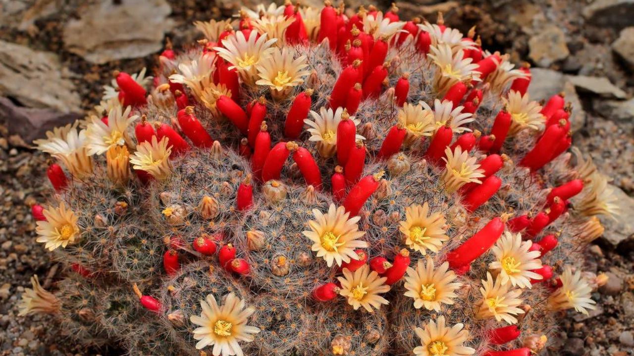 Mammillaria